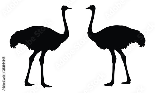 Ostrich silhouette vector, emu bird vector illustration 