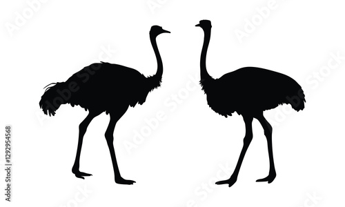 Ostrich silhouette vector, emu bird vector illustration 