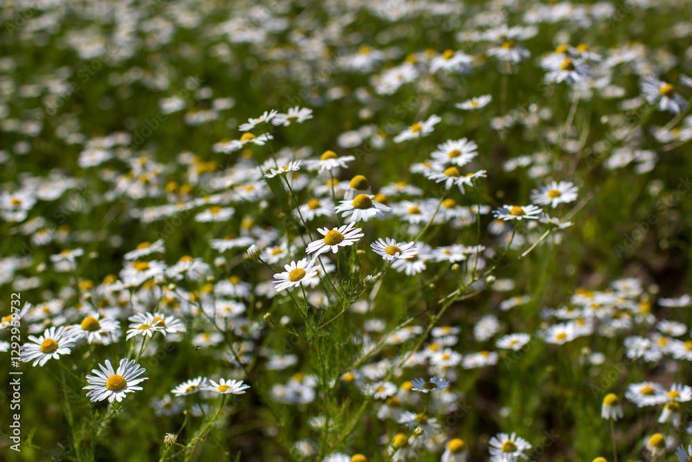 chamomile field in summer - soft focus