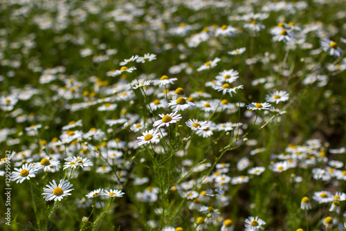 Obraz na płótnie chamomile field in summer - soft focus w salonie