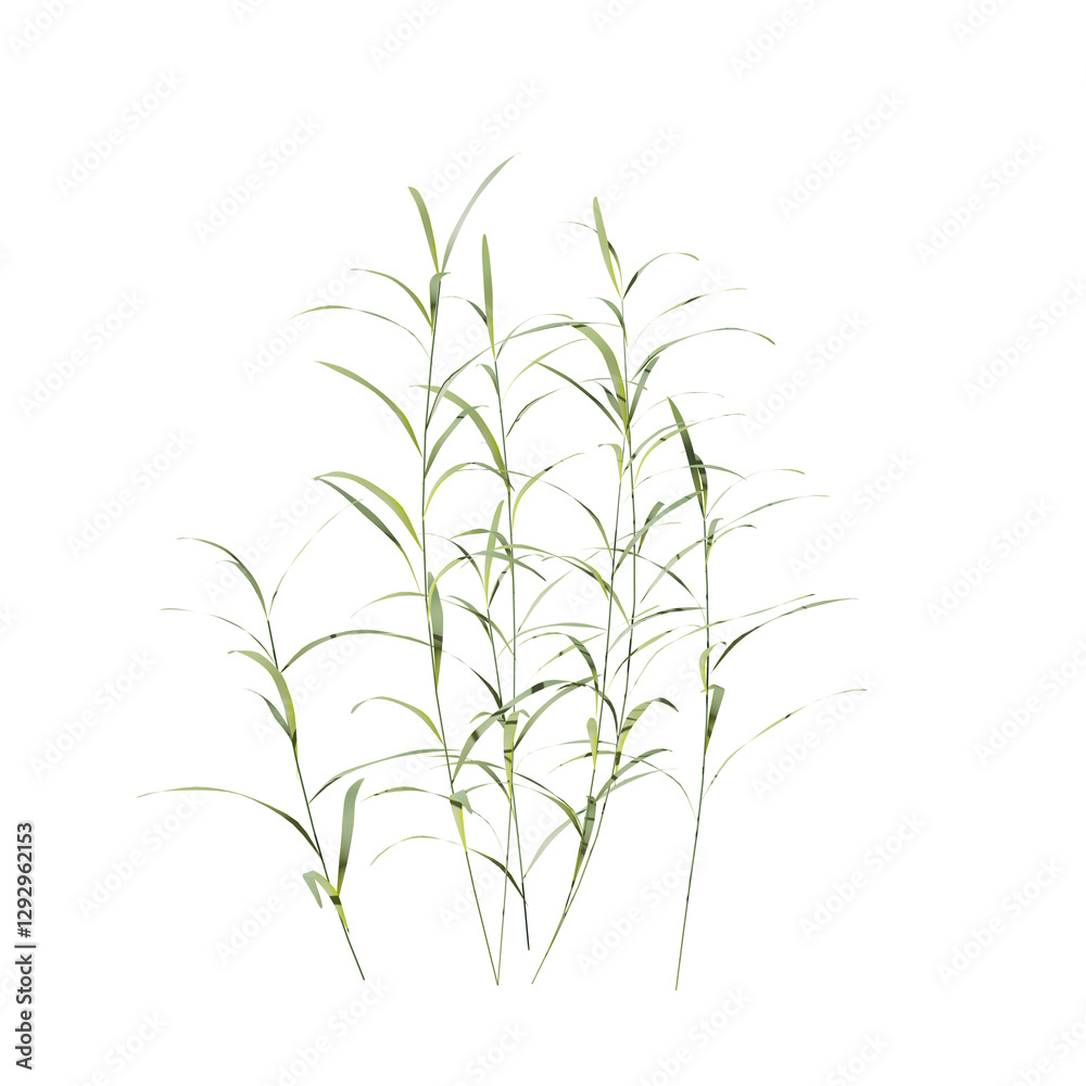 Fototapeta premium Beautiful garden plant 