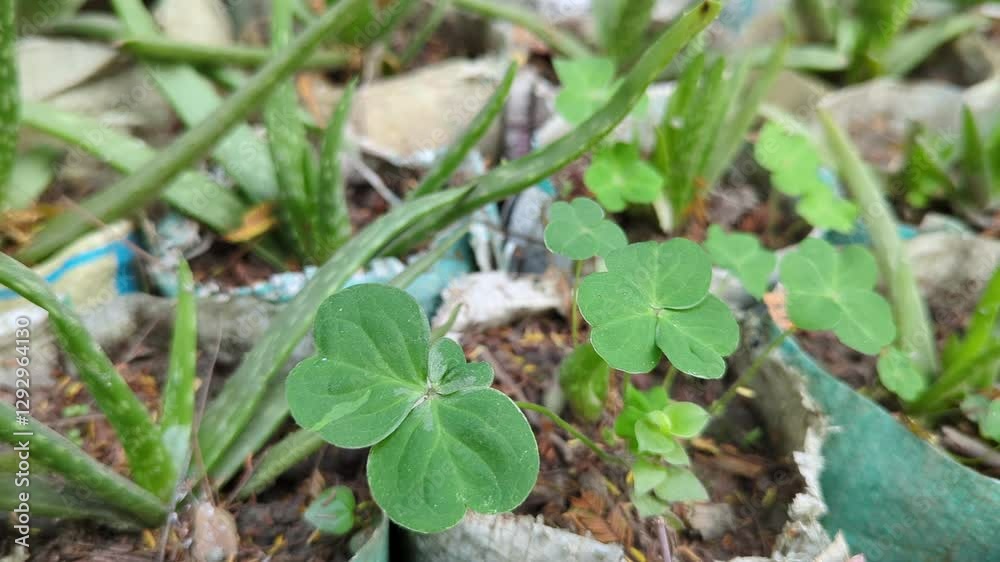 Green clover in the garden with aloe vera.  Three leaf clover