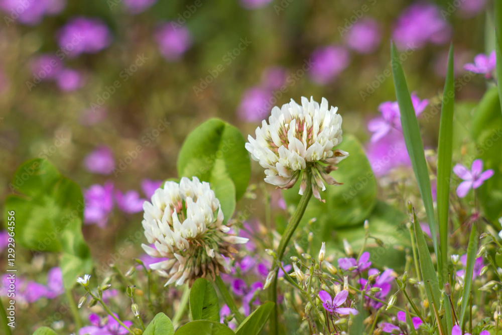 wild flowers in the meadow