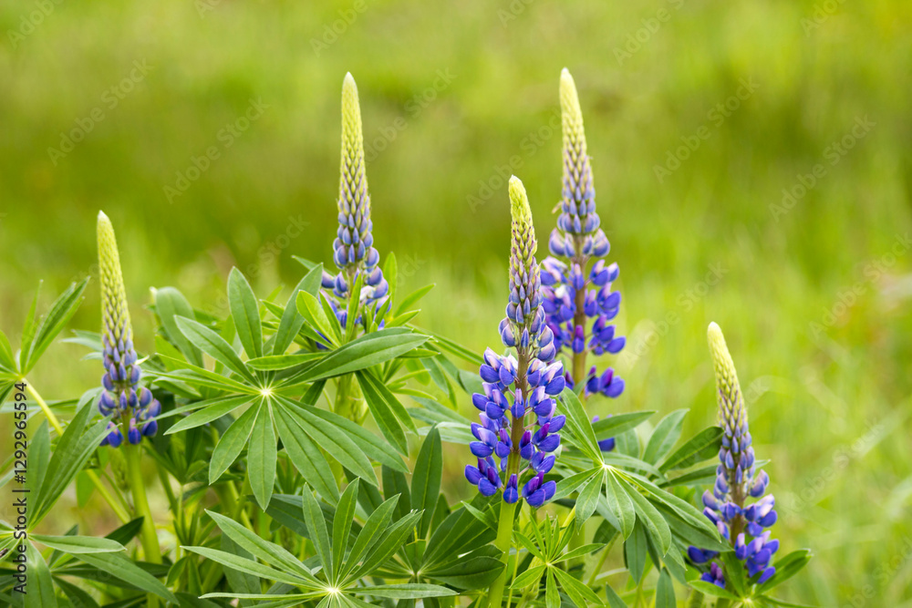 Lupinus, lupin, lupine field with pink purple and blue flowers.