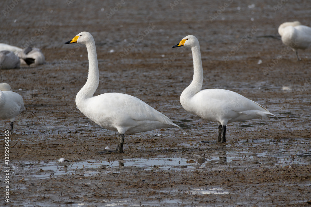 Fototapeta premium Tundra Swans (Cygnus columbianus) are migrating together in a field. They have flown in from the north to spend the winter.
