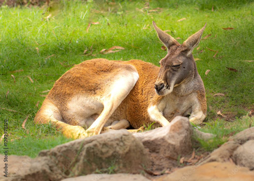 Kangaroo having a nap on the grass Kangaroo having a nap on the grass