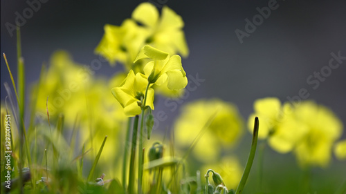 Gros plan sur des fleurs jaunes photo