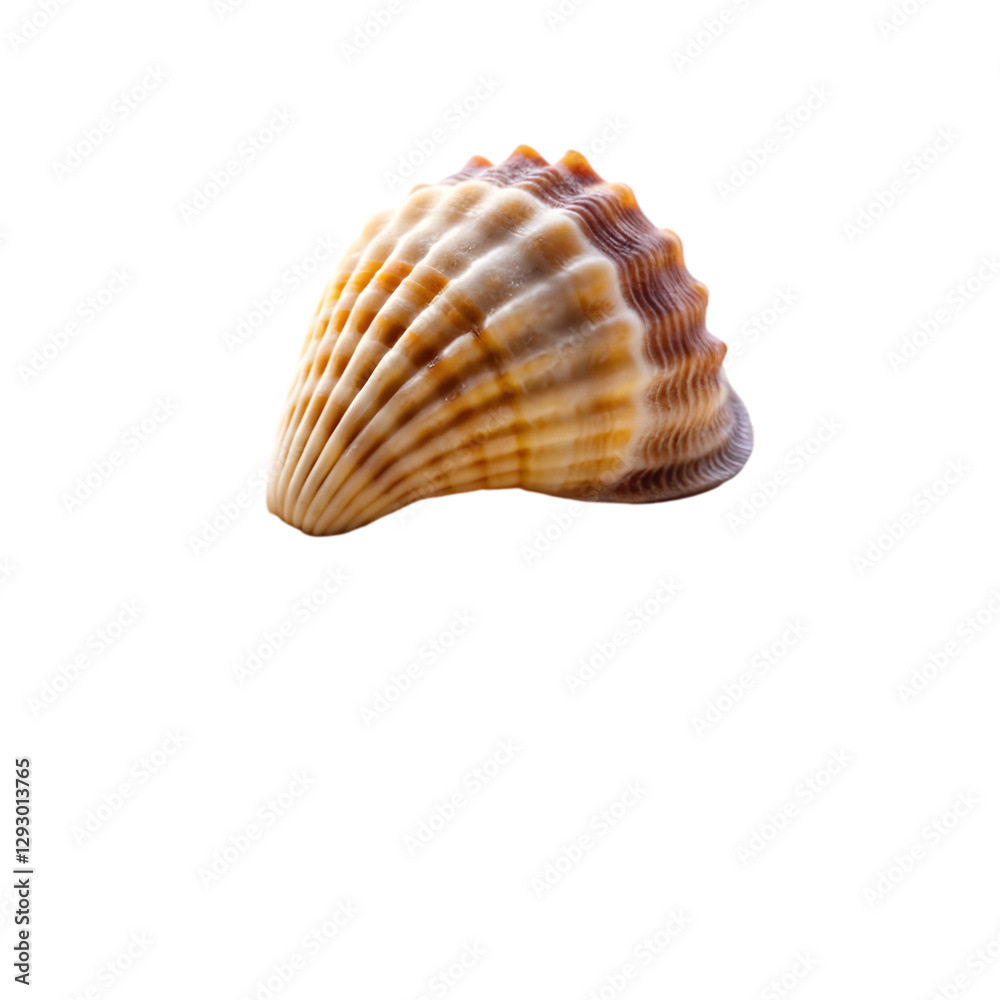 seashell isolated on transparent background seashell isolated on transparent background