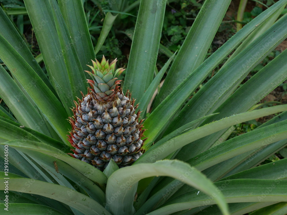Young pineapple fruit on tree plant with natural green background, Tasty tropical fruit on the farmland Young pineapple fruit on tree plant with natural green background, Tasty tropical fruit on the farmland