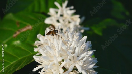 Honey bee on Robusta coffee blossom on tree plant with green leaf with black color in background. Petals and white stamens of blooming flowers