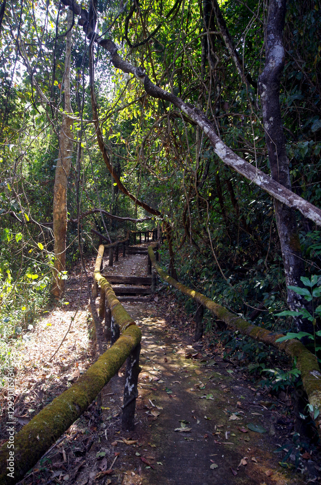 Wooden footpath through a green forest trail with trees and a bridge in the summer landscape Wooden footpath through a green forest trail with trees and a bridge in the summer landscape