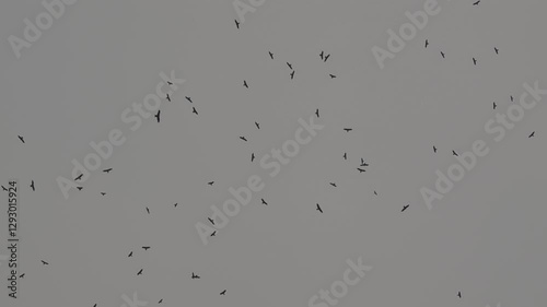 Birds in flying in the sky. Large group of Seagull flying in the sky. 