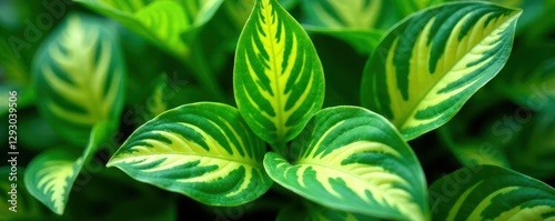 Striking variegated green Hosta leaves, vibrant hues , dew, outdoor photo