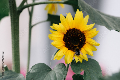 sunflower and bee
