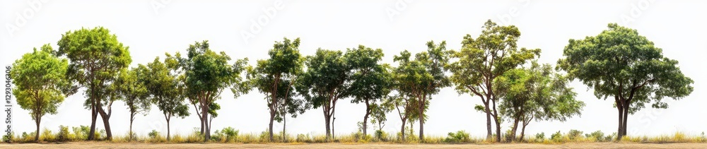 Row of Green Trees Against a Bright Sky in a Lush Natural Landscape Row of Green Trees Against a Bright Sky in a Lush Natural Landscape