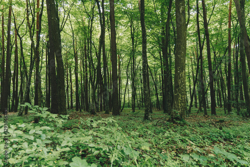 landscape of deciduous forest of the temperate zone