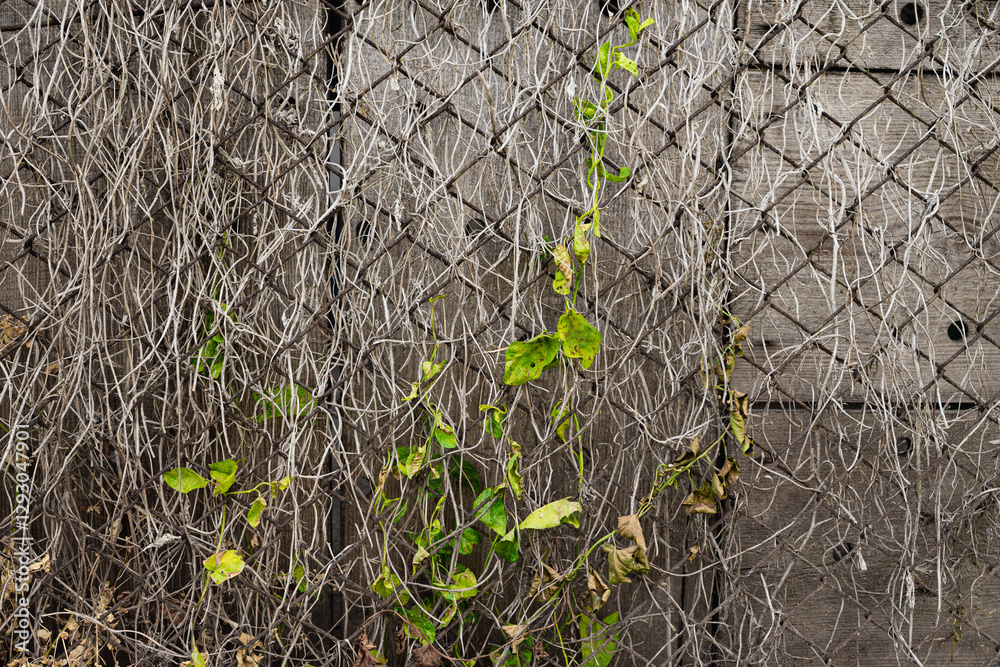 remnants of green leaves from a vine overgrowing a metal fence