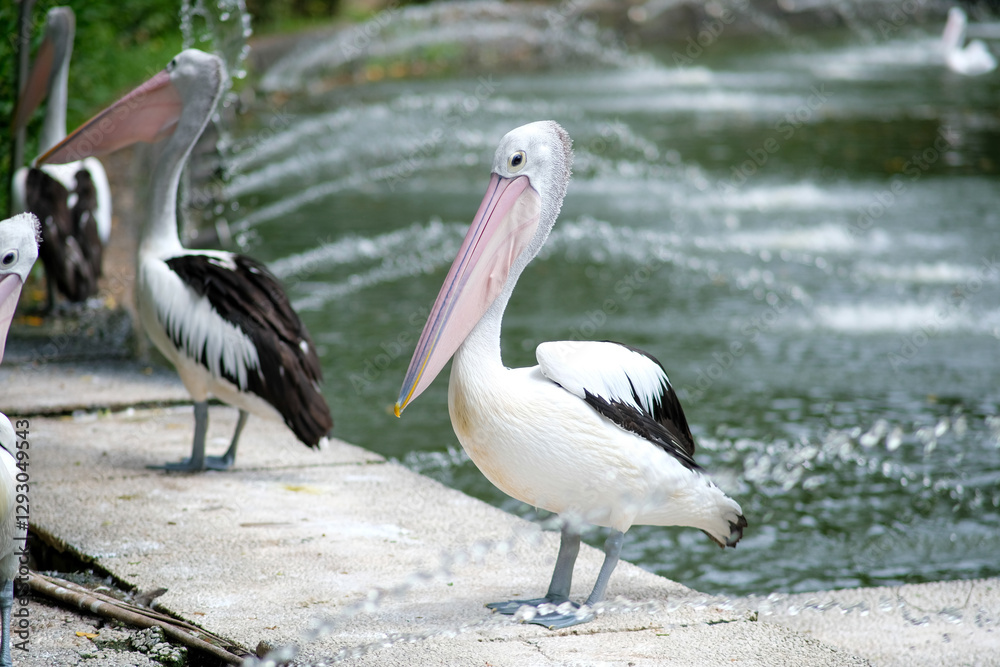A pelican stands elegantly near a water fountain, with its long, pink beak clearly visible. The serene water with gentle ripples complements the graceful bird. A pelican stands elegantly near a water fountain, with its long, pink beak clearly visible. The serene water with gentle ripples complements the graceful bird.