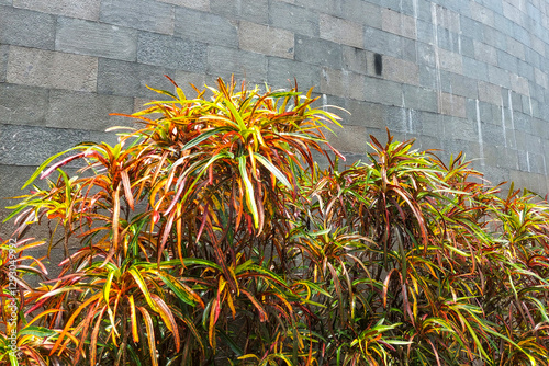 Orange flower leaves near the wall