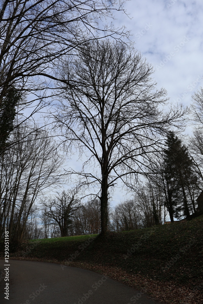 Cet arbre à feuilles caduques pourrait être un frêne commun (Fraxinus excelsior) Cet arbre à feuilles caduques pourrait être un frêne commun (Fraxinus excelsior)