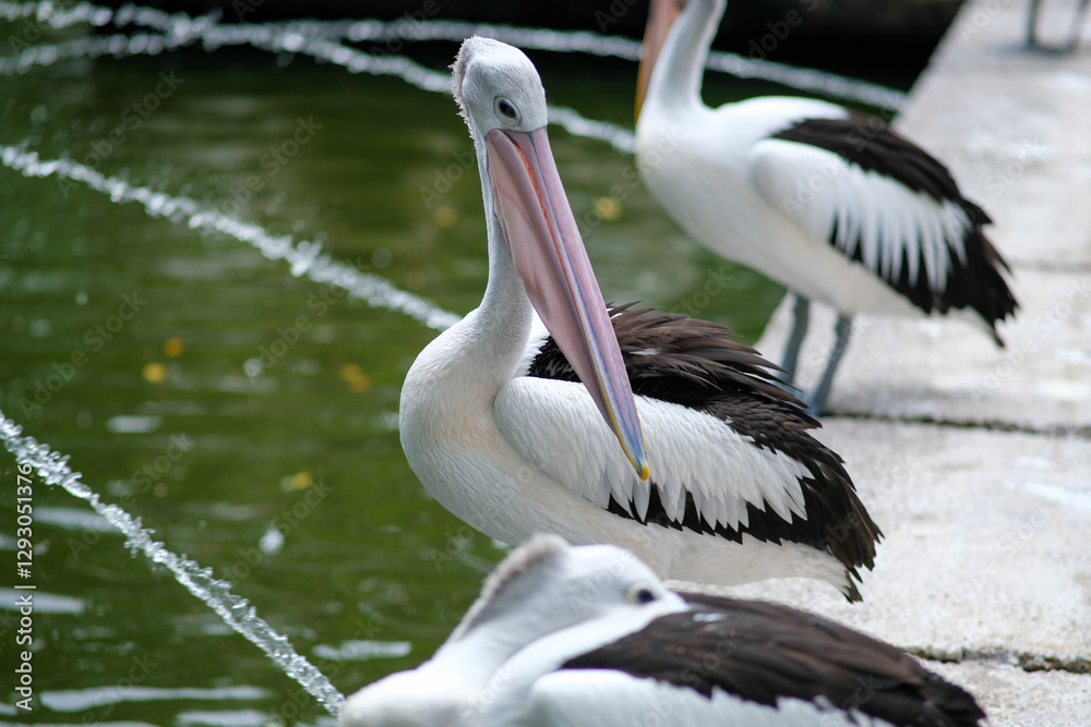A close-up of a pelican standing on a stone path by a serene waterway, with water fountains gently splashing in the background. A close-up of a pelican standing on a stone path by a serene waterway, with water fountains gently splashing in the background.