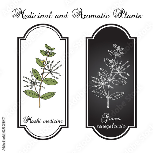 Moshi medicine, or guier du Senegal (Guiera senegalensis), medicinal plant. Hand drawn botanical vector illustration