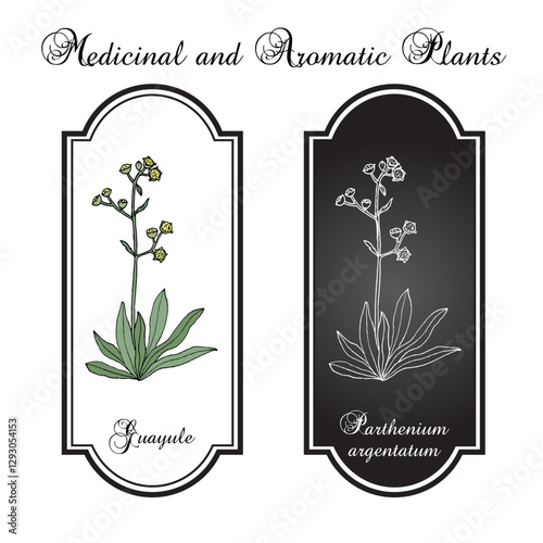 Guayule (Parthenium argentatum), latex plant. Hand drawn botanical vector illustration