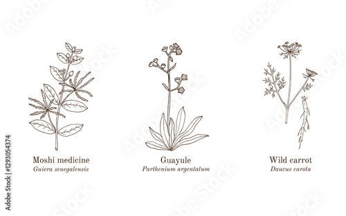 Collection of edible and medicinal plants. Hand drawn botanical vector illustration