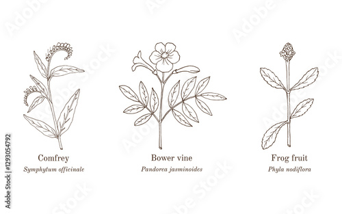 Collection of edible and medicinal plants. Hand drawn botanical vector illustration