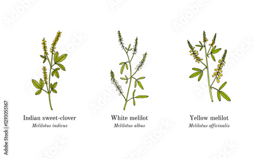 Collection of edible and medicinal plants. Hand drawn botanical vector illustration