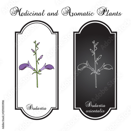 Dodartia (Dodartia orientalis), medicinal plant. Hand drawn botanical vector illustration