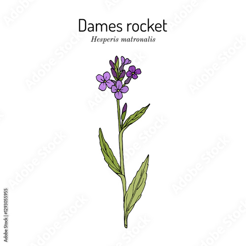 Dames rocket (Hesperis matronalis), ornamental and medicinal plant. Hand drawn botanical vector illustration