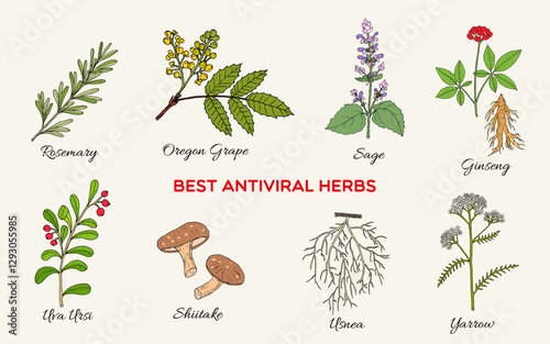 Collection of best herbs with antiviral activity. Hand drawn botanical vector illustration
