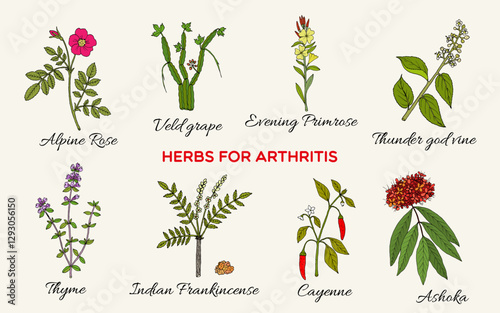 Collection of best herbs for arthritis. Hand drawn botanical vector illustration
