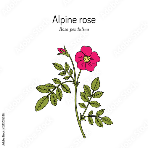 Alpine or mountain rose (Rosa pendulina), edible and medicinal plant. Hand drawn botanical vector illustration