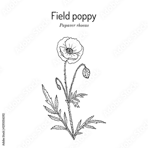 Field poppy (Papaver rhoeas), edible and medicinal plant. Hand drawn botanical vector illustration