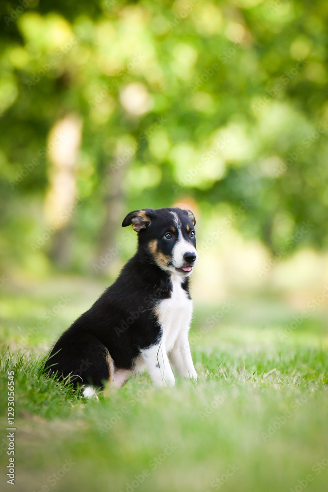 Spring portrait of dog in nature. He is so cute in the nature. He has so lovely face Spring portrait of dog in nature. He is so cute in the nature. He has so lovely face