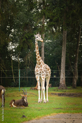 Photography The giraffe walking around its enclosure on safari