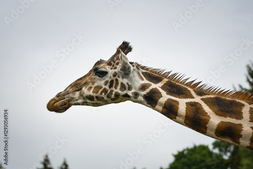 Canvas Print The giraffe walking around its enclosure on safari