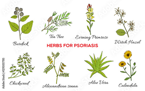 Collection of best herbs for psoriasis. Hand drawn botanical vector illustration