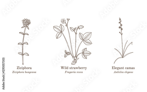 Collection of edible and medicinal plants. Hand drawn botanical vector illustration