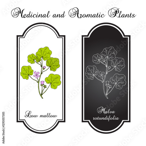 Low mallow (Malva rotundifolia or pusilla), edible and medicinal plant. Hand drawn botanical vector illustration