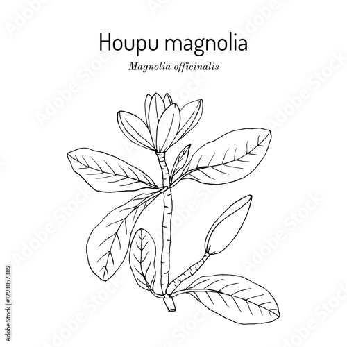 Houpu magnolia (Magnolia officinalis), medicinal plant. Hand drawn botanical vector illustration