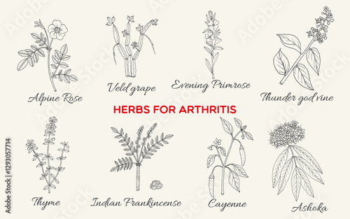 Collection of best herbs for arthritis. Hand drawn botanical vector illustration