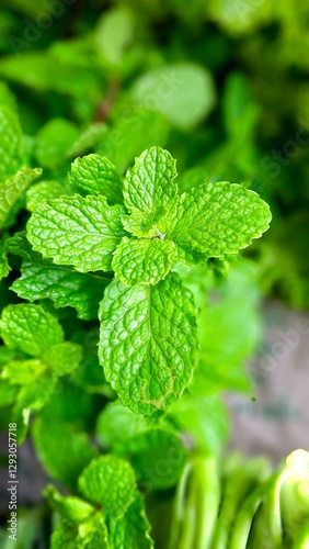 mint is another garden vegetable that has a lot of vitamins