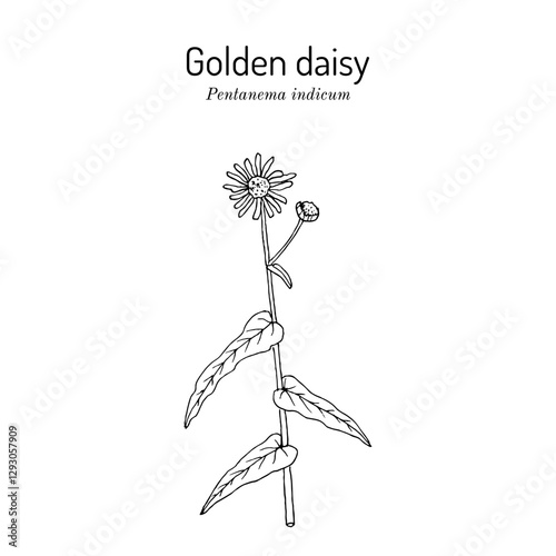 Golden daisy (Pentanema indicum), medicinal plant. Hand drawn botanical vector illustration