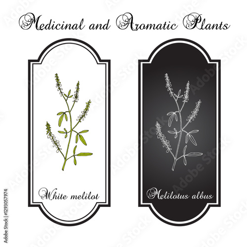 White melilot. or honey clover (Melilotus albus), honey and medicinal plant. Hand drawn botanical vector illustration