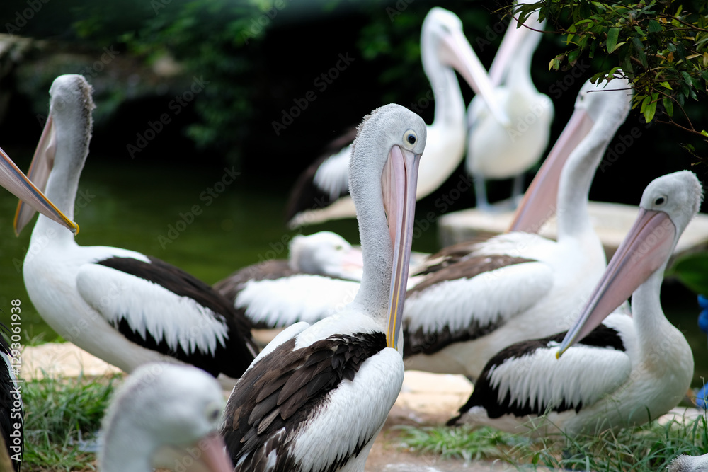 A group of pelicans gathered near water, with several pelicans visible in the foreground preening themselves or looking around. The birds have distinct white and black plumage with large beaks. A group of pelicans gathered near water, with several pelicans visible in the foreground preening themselves or looking around. The birds have distinct white and black plumage with large beaks.