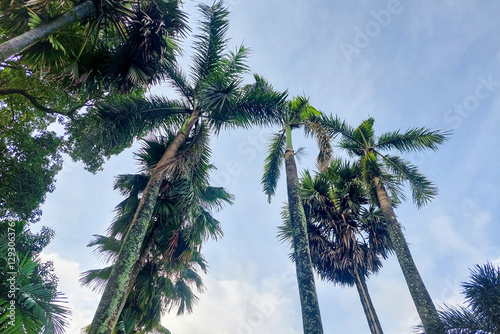 Towering Palm Tree exposed to sunlight