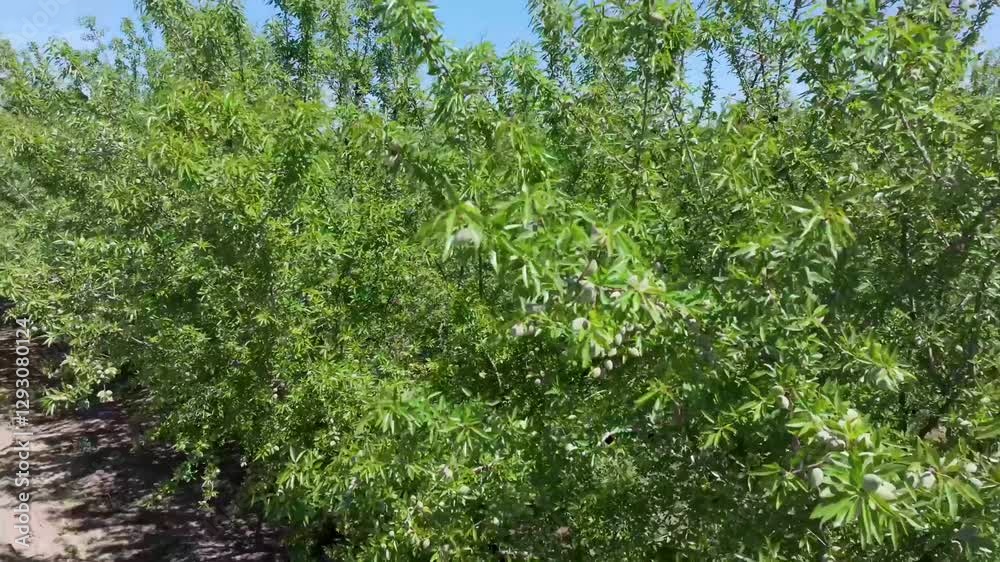 Movement through an almond orchard to overview Movement through an almond orchard to overview